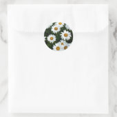 Rond Sticker Shasta Daisy (WestCreek) (Sac)