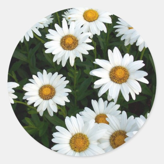 Rond Sticker Shasta Daisy (WestCreek) (Devant)