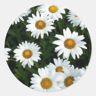 Rond Sticker Shasta Daisy (WestCreek)