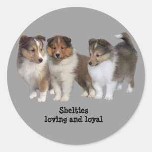 Rond Sticker Sheltie
