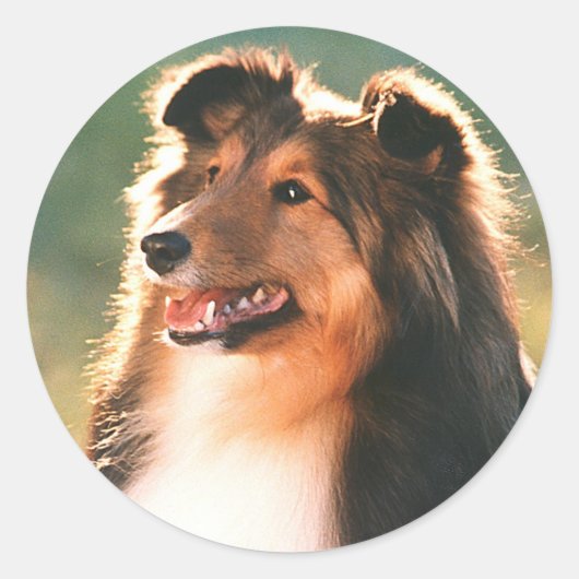 Rond Sticker Sheltie (Devant)