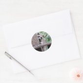 Rond Sticker Shy Raccoon (Enveloppe)