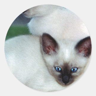 Rond Sticker Siamese Kittens