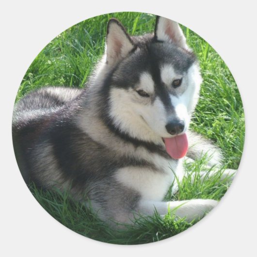 Rond Sticker Sibérien Husky Chien (Devant)