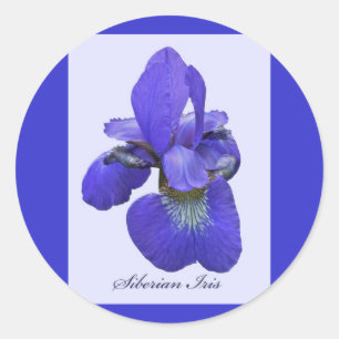 Rond Sticker Sibérien Iris