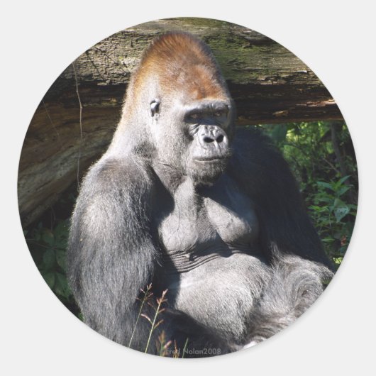 Rond Sticker Silverback (Devant)