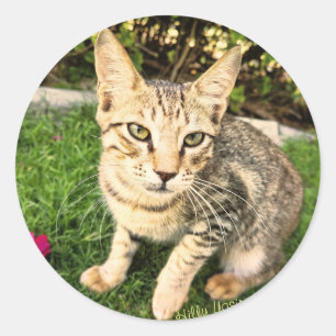 Rond Sticker Smart Lovely Cat