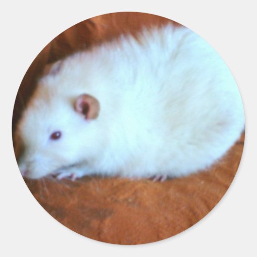 Rond Sticker Snowball White Rat (Devant)