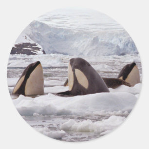 Rond Sticker Spyhoping Orques