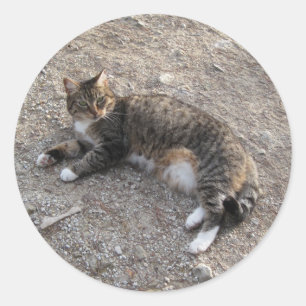Rond Sticker : Tabby Cat Resting