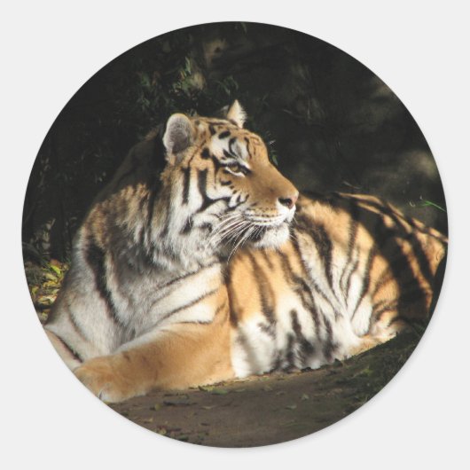 Rond Sticker Tiger (Devant)