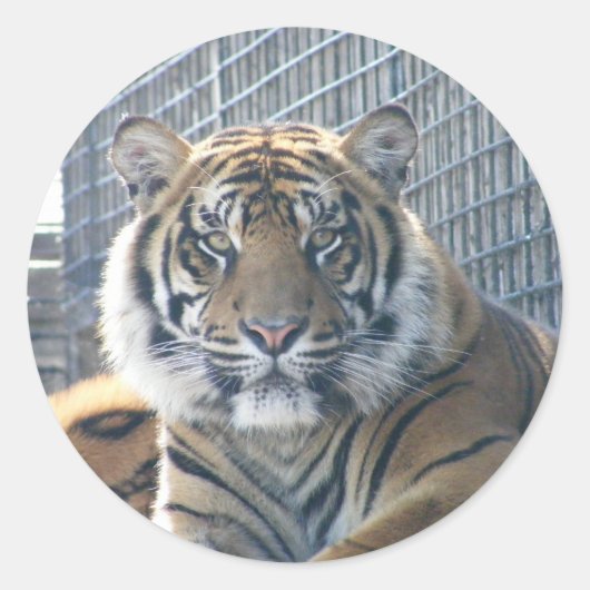 Rond Sticker Tiger (Devant)