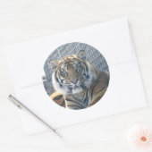 Rond Sticker Tiger (Enveloppe)