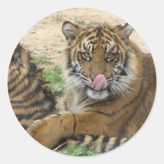 Rond Sticker Tiger Cubs (Devant)