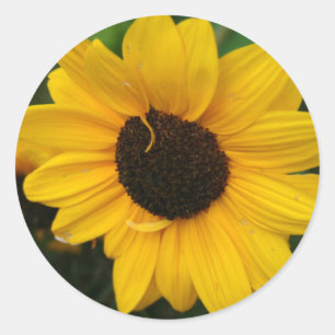 Rond Sticker tournesol