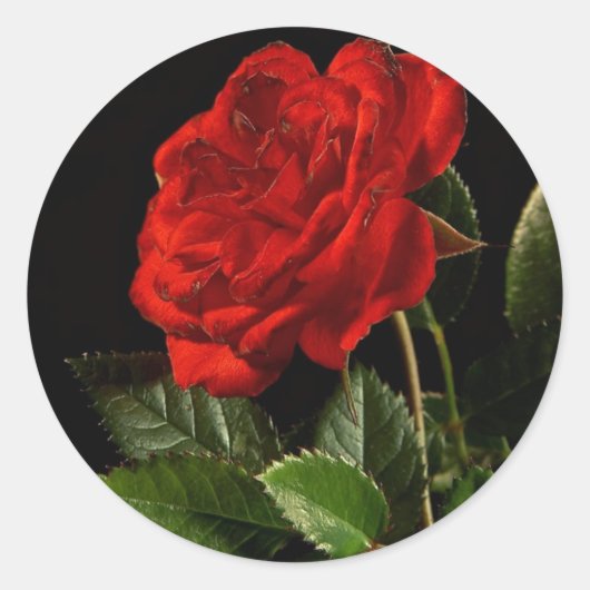 Rond Sticker : Une beauté d'un Rose (Devant)