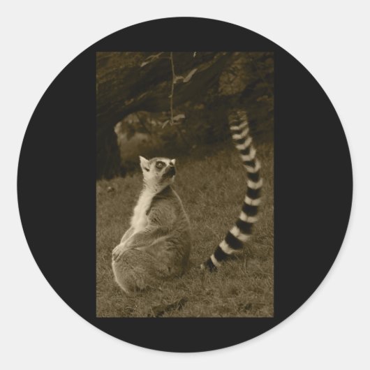 Rond Sticker vertical Tail Lemur Valencia Tint (Devant)