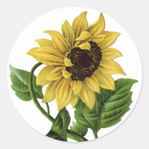Rond Sticker vintage à fleurs de tournesol jaune