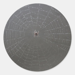 Rond Sticker Web Spider