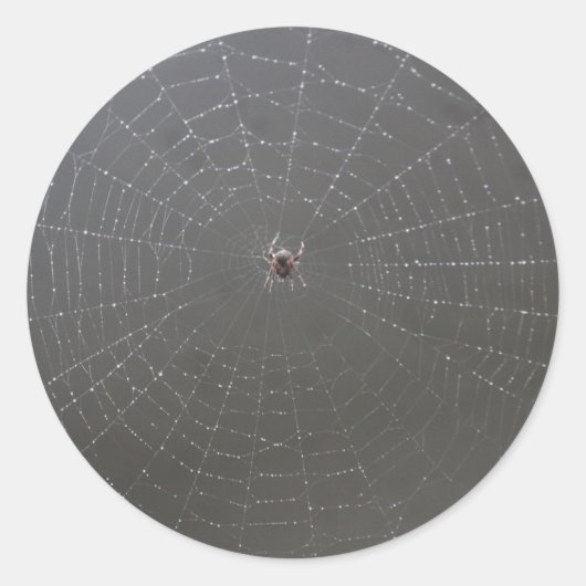 Rond Sticker Web Spider (Devant)