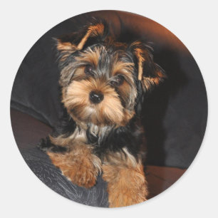 Rond Sticker Yorkshire Terrier