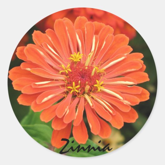 Rond Sticker Zinnia (Devant)