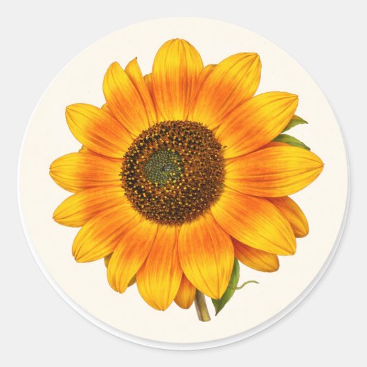 Rond Sunflower Bloom Small Round Garden Flower Sticker (Devant)