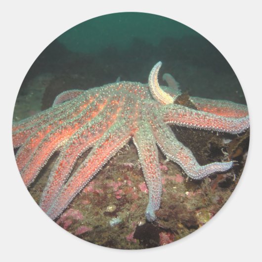 Rond Sunflower Sea Star - Sticker (Devant)
