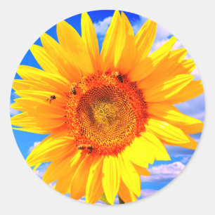 Rond Tournesol et abeilles jaunes sur Sticker Ciel Bleu