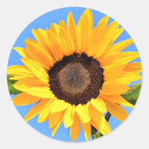 Rond Tournesol Jaune contre Soleil sur Sticker Ciel Ble