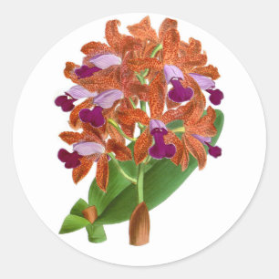 Rond Vintage Orange violet orchidée Flower_GC - Sticker
