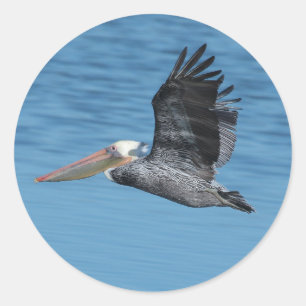 Rond Voler Pélican 8 Sticker