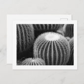 Ronde Cacti-Briefkaart Briefkaart (Voorkant / Achterkant)