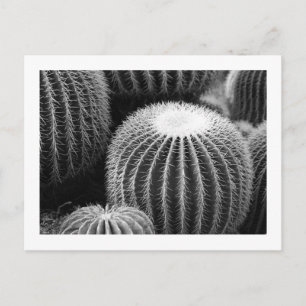 Ronde Cacti-Briefkaart Briefkaart