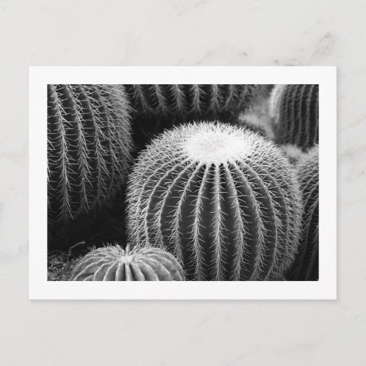 Ronde Cacti-Briefkaart Briefkaart (Voorkant)