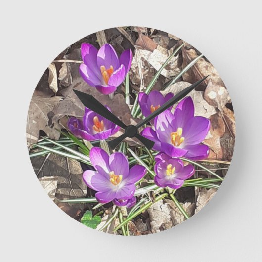 Ronde Horloge de crocus pourpre (Recto)