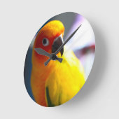 Ronde Horloge de Sun Conure (Angle)