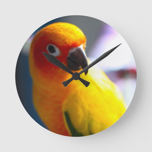 Ronde Horloge de Sun Conure (Recto)