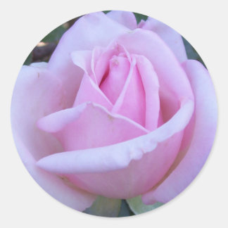 Ronde roze roos sticker