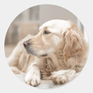 Ronde sticker met portret van Golden Retriever