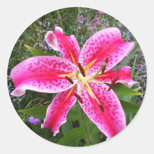 Ronde Stickers - Stargazer Lily (Voorkant)