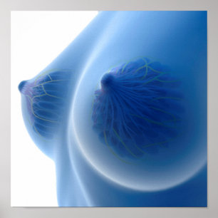 röntgenAfbeelding van de anatomie van de borst van Poster