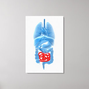 röntgenAfbeelding van interne organen met een kle Canvas Afdruk
