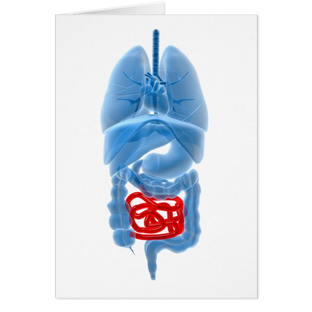 röntgenAfbeelding van interne organen met een klei (Voorkant)