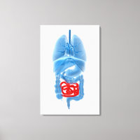 röntgenAfbeelding van interne organen met een klei