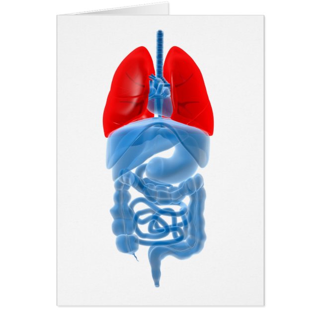 röntgenAfbeelding van interne organen met longen (Voorkant)