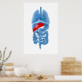 RöntgenAfbeelding van interne organen met pancreas Poster (Keuken)