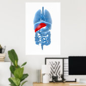 RöntgenAfbeelding van interne organen met pancreas Poster (Thuiskantoor)