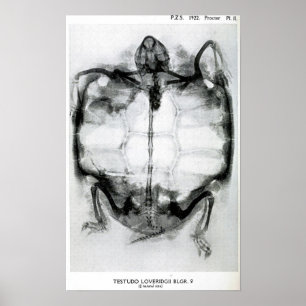 röntgenfoto's van schildpad poster