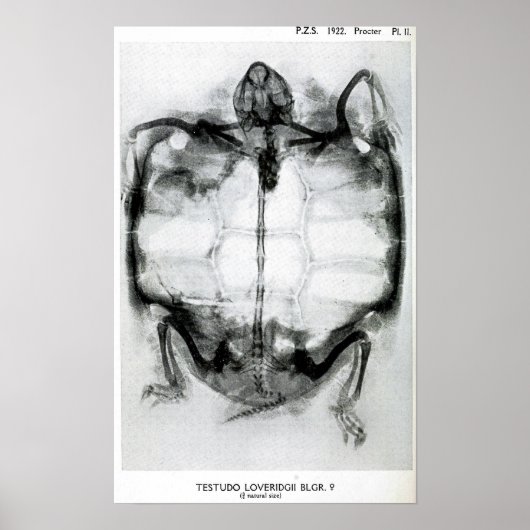  röntgenfoto's van schildpad poster (Voorkant)